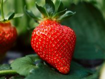 Strawberries: 30 mega facts about strawberries
