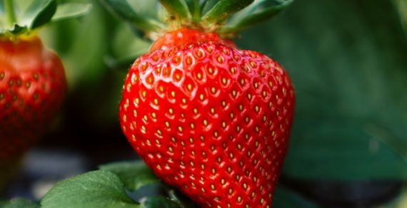Strawberries: 30 mega facts about strawberries
